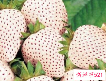 41种不常见的水果(图)