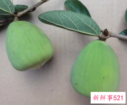 41种不常见的水果(图)