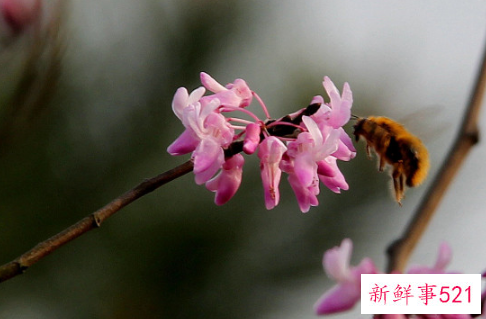 紫荆盆景怎么养殖