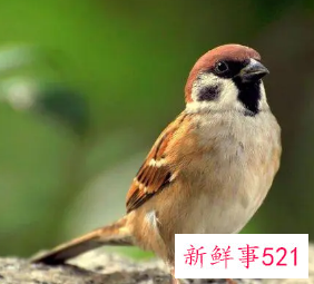 麻雀一文表现了老麻雀什么样的精神