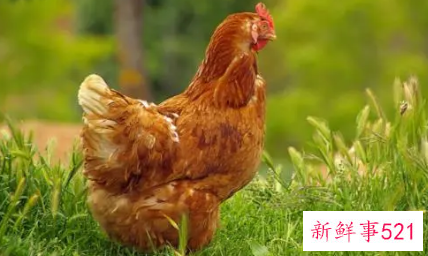 木命属鸡的做什么生意最旺