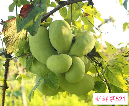 41种不常见的水果(图)