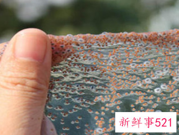 海澡面膜是什么做的