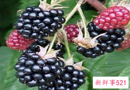 黑莓不能跟什么一起吃