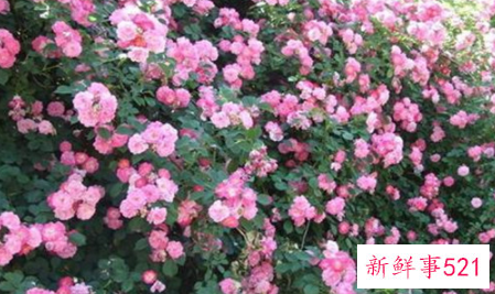 世界上最贵的玫瑰花