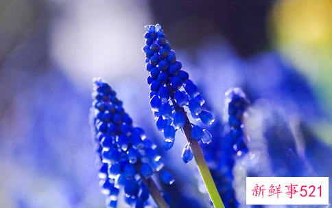 鼠尾草的播种及育苗方法