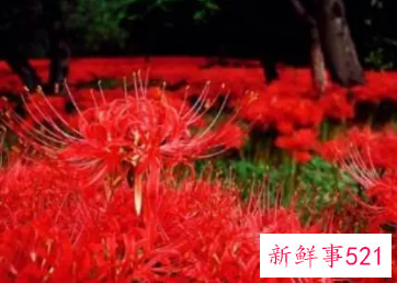 彼岸花碰到血会怎样科学说法