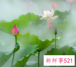 荷花诗句禅意名句