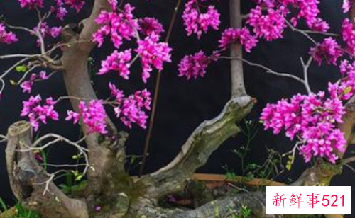 紫荆盆景怎么养殖