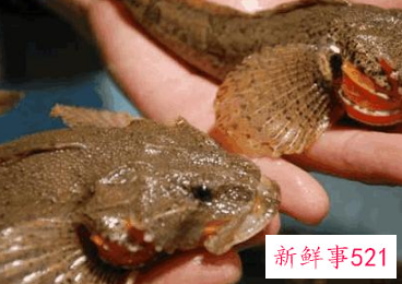 中国淡水鱼营养大全排行榜