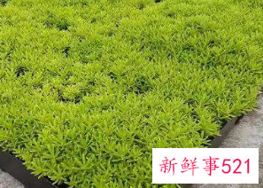 屋顶适合种什么树