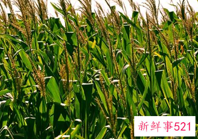 梦见收庄稼有什么征兆