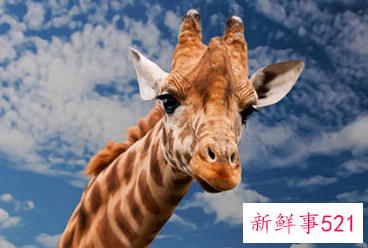 梦见特别小的长颈鹿