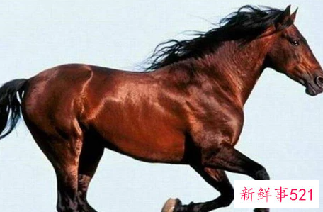 属马1978年44岁走大运