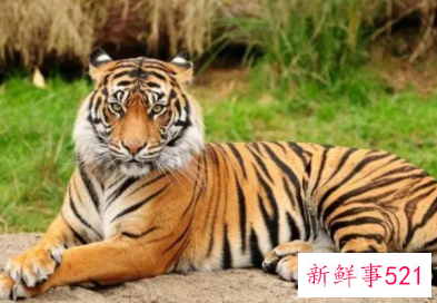 属虎女人致命弱点