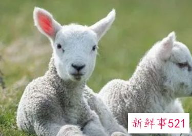 做梦梦到白羊是什么征兆