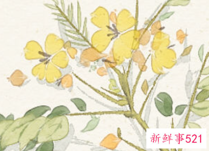 梦见有人送花给自己说明什么