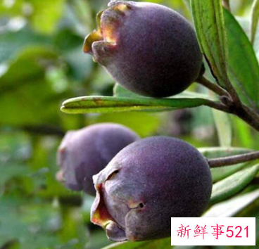 41种不常见的水果(图)