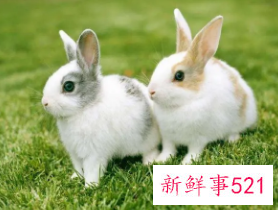 兔年的男孩取名