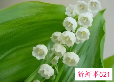 梦见很多白色的花是什么意思