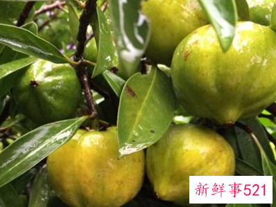 41种不常见的水果(图)