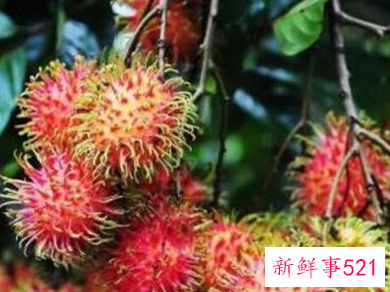 41种不常见的水果(图)