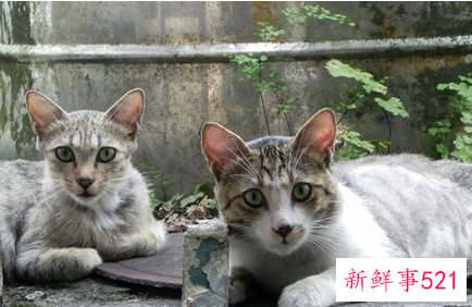 为什么加州闪亮猫会便血