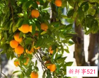 孕妇梦见摘杏吃是什么意思