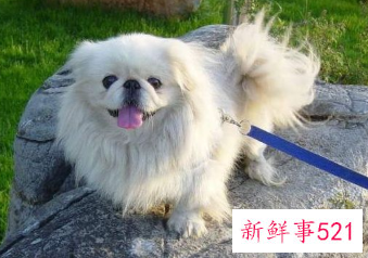 京巴犬一直掉毛是什么原因导致的