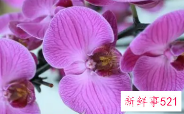 蝴蝶花的播种技术