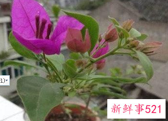 屋顶适合种什么树