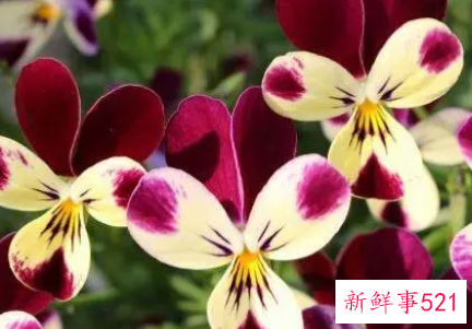 蝴蝶花的播种技术