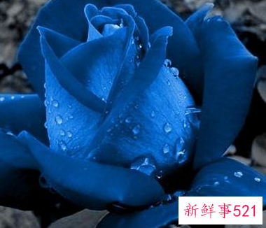 为什么不能轻易送蓝色妖姬