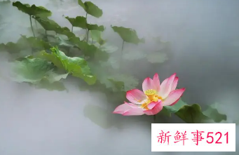 荷花诗句禅意名句