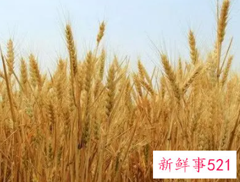 梦见麦子长势不好是什么意思