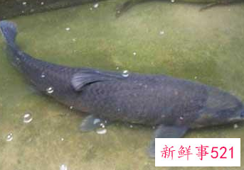 中国淡水鱼营养大全排行榜