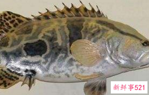 中国淡水鱼营养大全排行榜