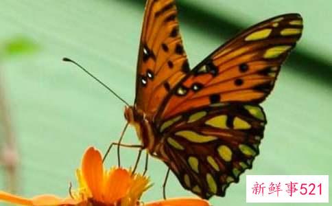 长丝巾蝴蝶结系法图解