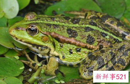 周公解梦梦见捉青蛙