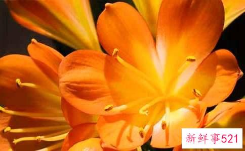 君子兰浇水的正确方法