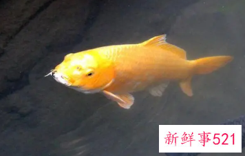 梦见财鱼好不好