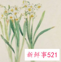 水仙花比喻女孩是什么意思