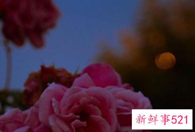 为什么天秤女很少出领导