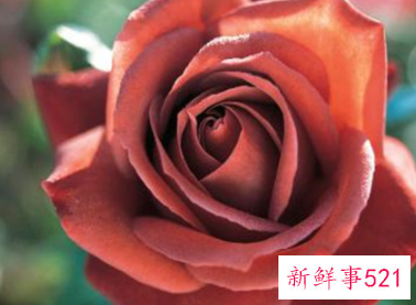 世界上最贵的玫瑰花