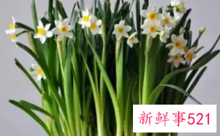 水仙花比喻女孩是什么意思