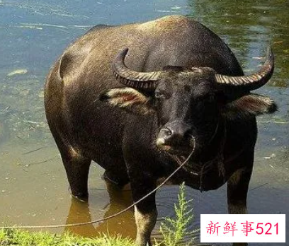 梦见水牛是什么预兆周公解梦