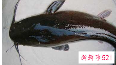 中国淡水鱼营养大全排行榜