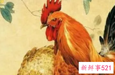 属鸡的和属鸡的在一起相配吗