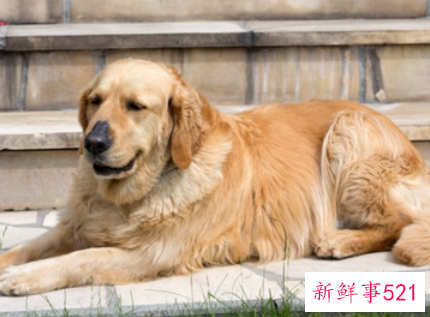 狗狗为什么突然变得好臭