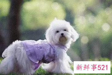 孕妇梦见可爱的小狗是什么意思